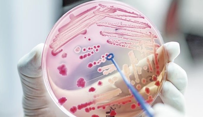 Número de infecções humanas por bactérias resistentes a antibióticos preocupa cientistas