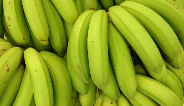 Estudo aponta que comer banana verde pode ajudar na prevenção de câncer Lorena Bueri