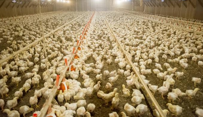 Canadá emite alerta sobre a gripe aviária  Lorena Bueri