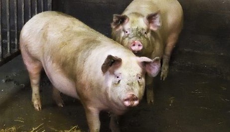 Cientistas estadunidenses restauram órgãos de porcos após a morte