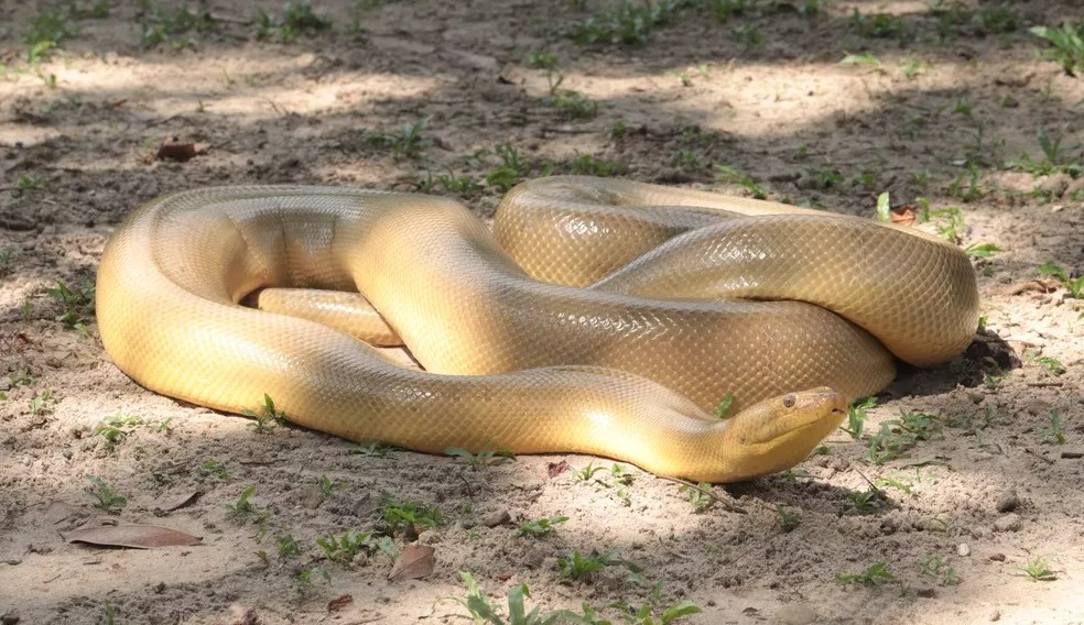 Pesquisadores fazem 1° registro do mundo de anaconda amarela mutante 
