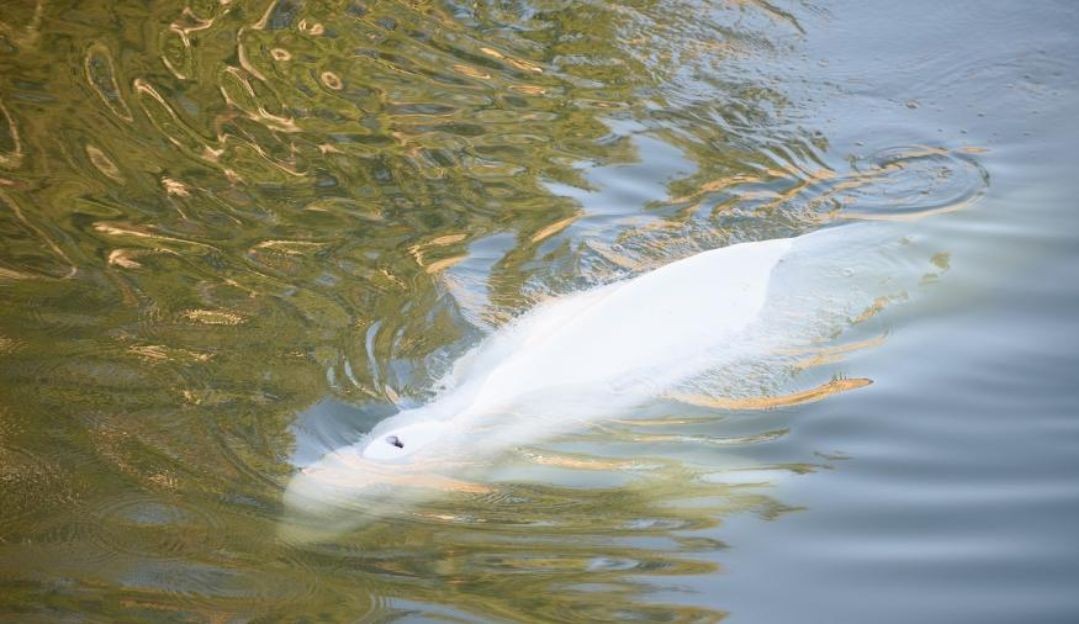 Beluga encalhada no Rio Sena corre risco de vida Lorena Bueri
