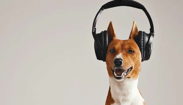 Saiba como a música pode afetar seu pet