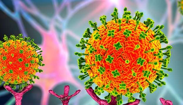 Langya henipavirus: conheça o novo vírus identificado na China