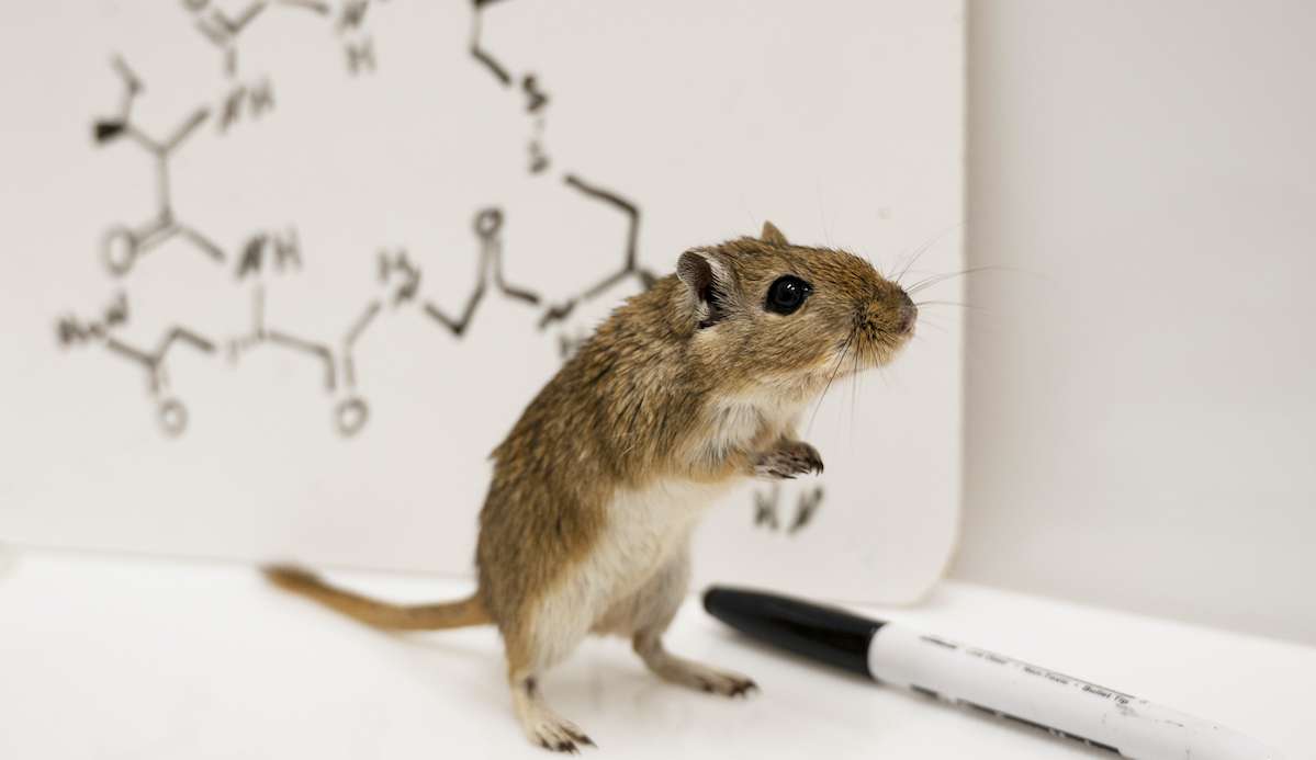 Testosterona regula agressão e afeto em roedores, segundo estudo