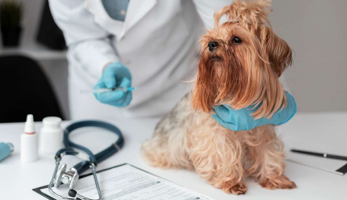 Vacinação de pets: por que ela é tão importante?