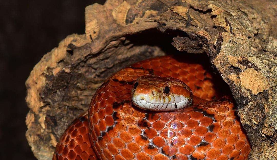 CONHEÇA A COBRA-DO-MILHO E TUDO O QUE É PRECISA SABER ANTES DE ADOTÁ-LA Lorena Bueri