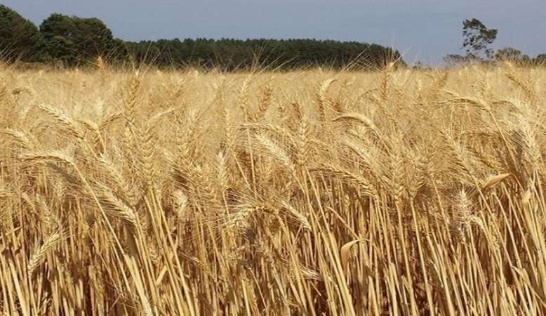 Brasil pode aumentar a produção interna de trigo em 1,5 milhão de toneladas