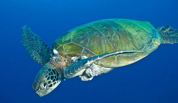 Tartaruga marinha apresenta tumores em sua pele 