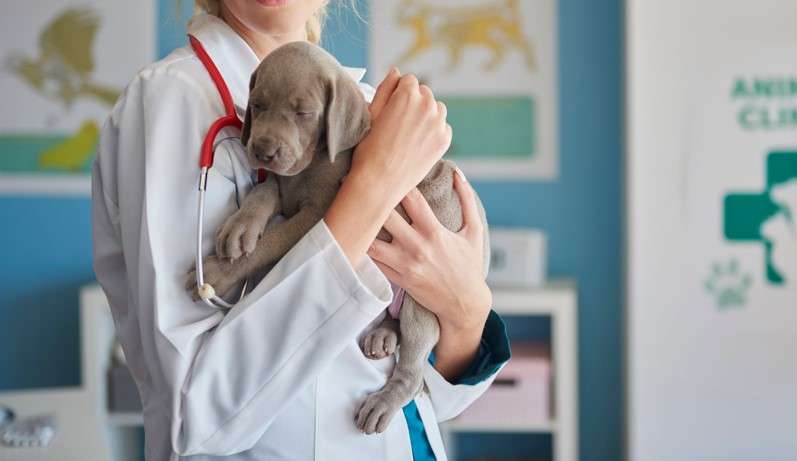 Atendimento veterinário domiciliar vira destaque da indústria pet