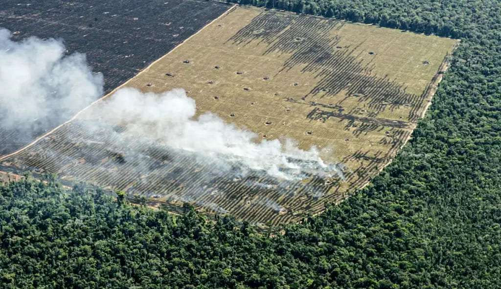 Amazônia perdeu dez vezes o tamanho do estado do Rio de Janeiro nos últimos 37 anos