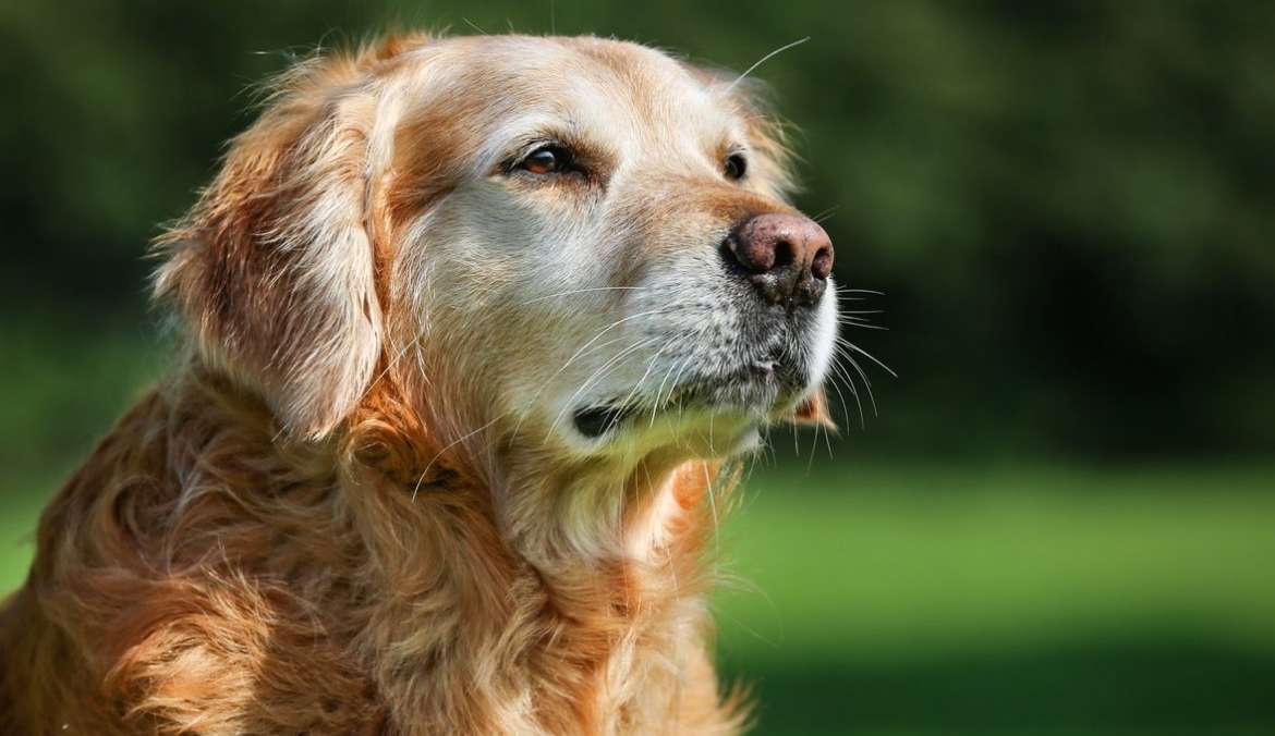 Descubra procedimentos essenciais para cuidar de cães idosos