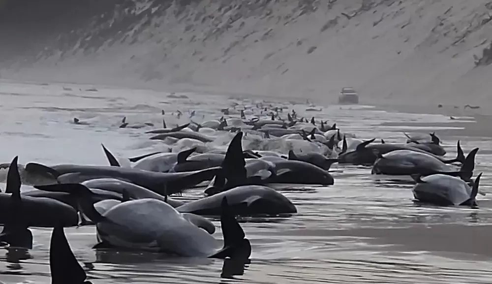 230 baleias são encontradas encalhadas na Austrália; autoridades temem morte de metade do grupo