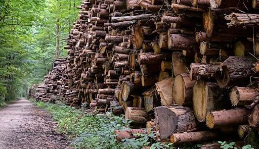 Cresce em 11 vezes a extração de madeira ilegal em territórios indígenas no Pará