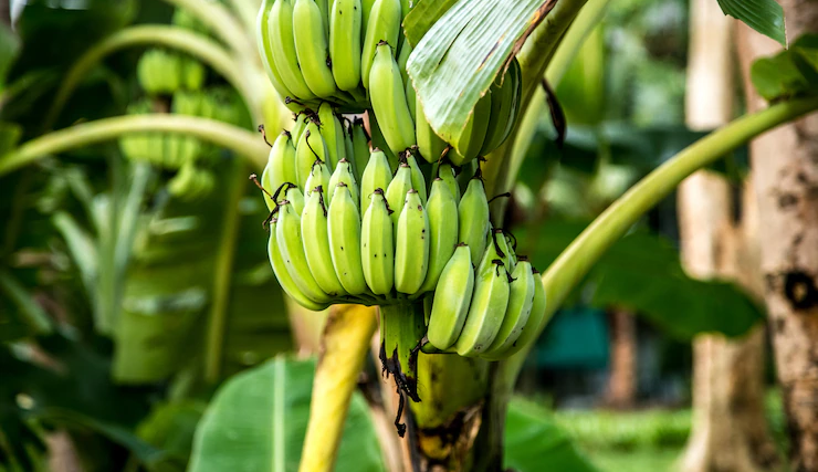 Banana verde pode ajudar na prevenção de câncer gastrointestinal segundo estudo Lorena Bueri