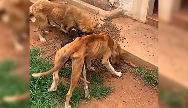 Irmãos são presos por maus-tratos contra cães em Goiás