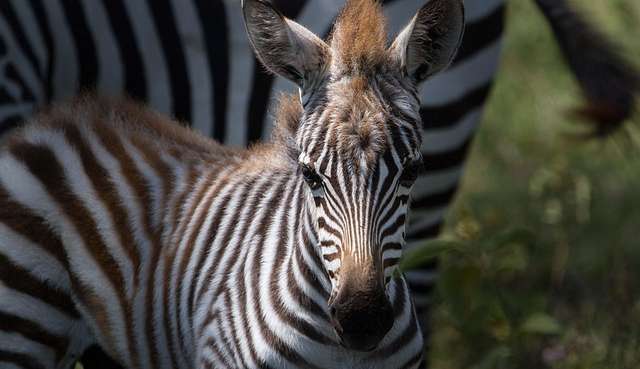 Falta de chuvas no Quênia mata 2% de espécie rara de zebra