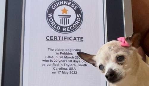 Pebbles, cachorro mais velho do mundo, morre aos 22 anos Lorena Bueri