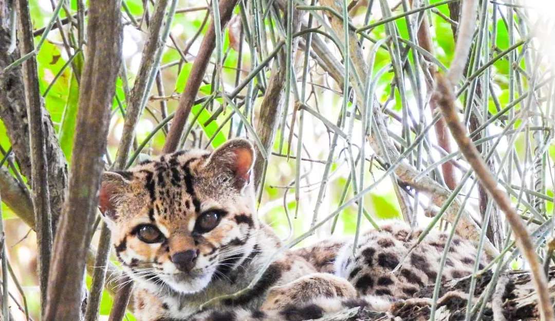 Felino em quase extinção: gato-maracajá é fotografado por pesquisadores  Lorena Bueri