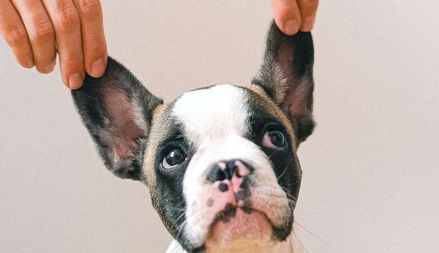 Cuidados com a higiene da orelha do seu Pet