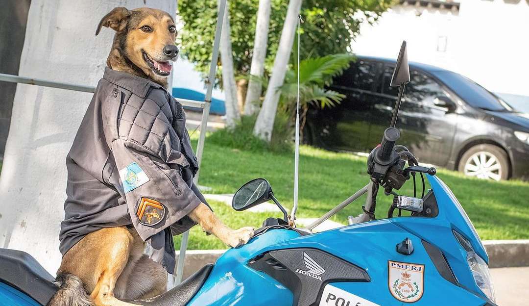 Cachorro vira sensação na internet após ser adotado pela PM do RJ