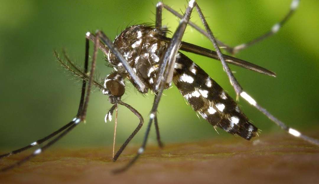 Rio de Janeiro aumenta 300% de casos de dengue com 14 mortes em 2022
