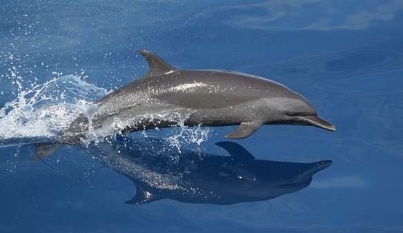 Mais de 30 golfinhos morreram nas últimas duas semana no litoral de SP
