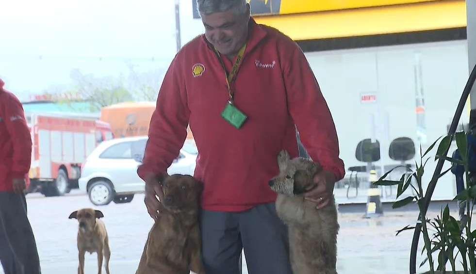 Funcionários de posto de combustíveis cuidam de mais de 50 cachorros