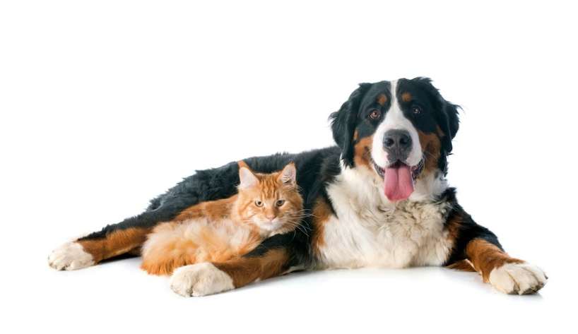 Cachorro e gato: confira dicas para facilitar a convivência entre eles