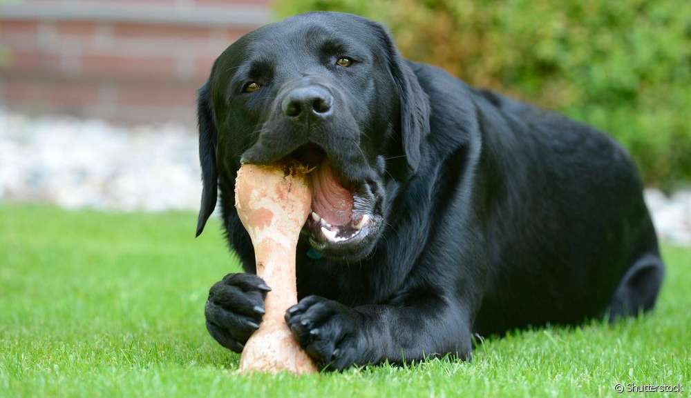 Conheça os riscos de dar ossos aos cachorros
