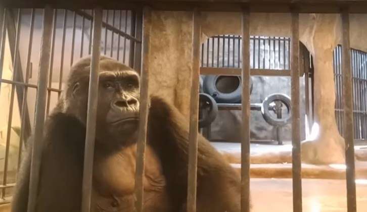 Ativistas batalham para libertar a 'gorila mais triste do mundo', presa em jaula de shopping na Tailândia Lorena Bueri