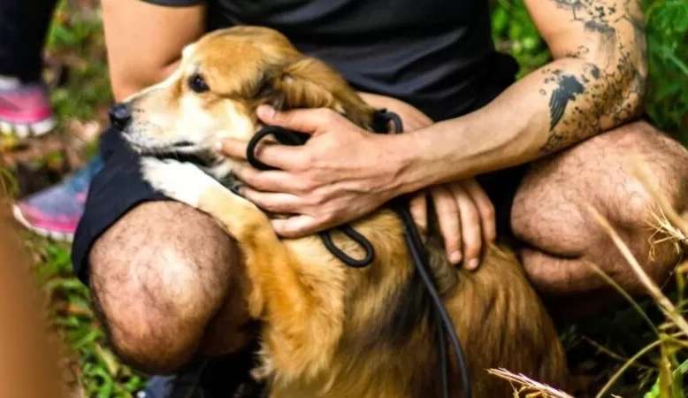 'Acumuladores de Pets' Animais sofrem traumas após viver em situações de vulnerabilidade