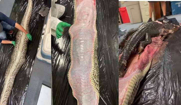 Cientistas retiram um jacaré inteiro de dentro do corpo de uma cobra invasora Lorena Bueri