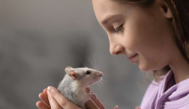 Ratos podem ser pets? Saiba como cuidar das espécies domésticas