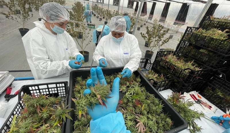 Anvisa autoriza primeira importação de cannabis in natura produzida no Uruguai