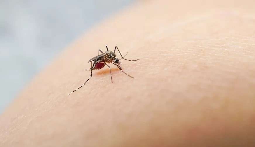 Casos de dengue aumentam 189% em todo território nacional Lorena Bueri