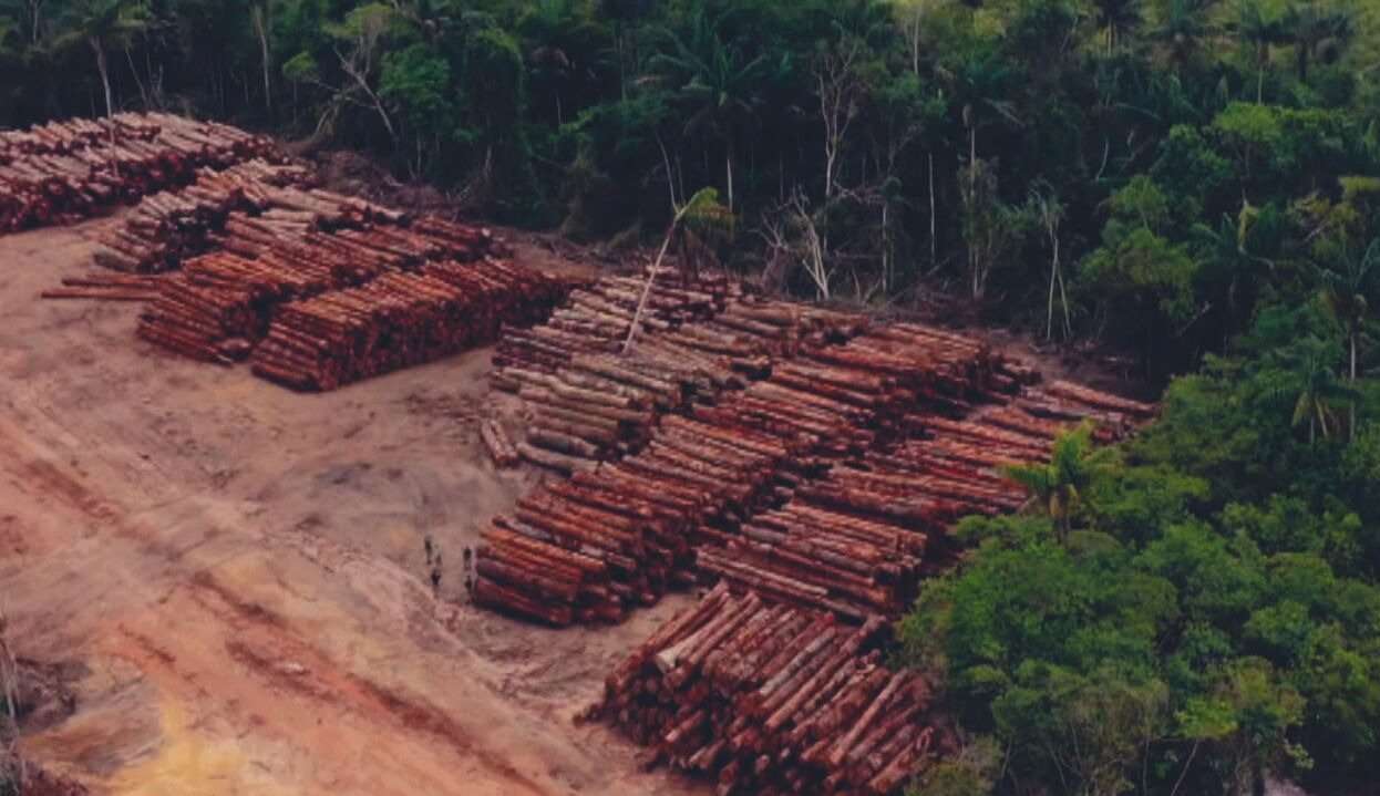 Reportagem exibida no Fantástico, mostra casos de madeira cortada ilegalmente na Amazônia Lorena Bueri