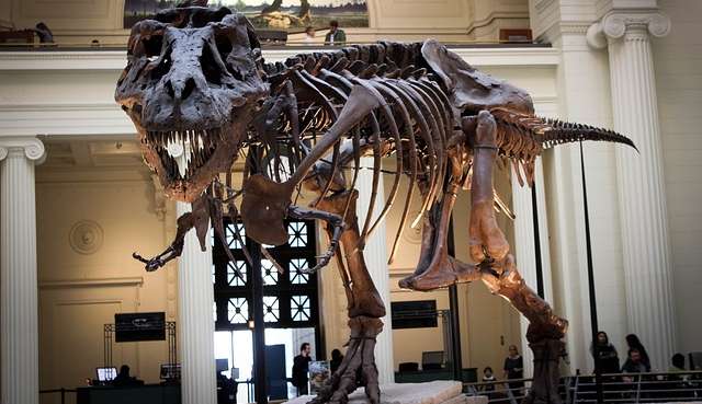 Qual a funcionalidade dos braços do Tiranossauro Rex? Cientistas tentam desvendar essa pergunta há 120 anos Lorena Bueri