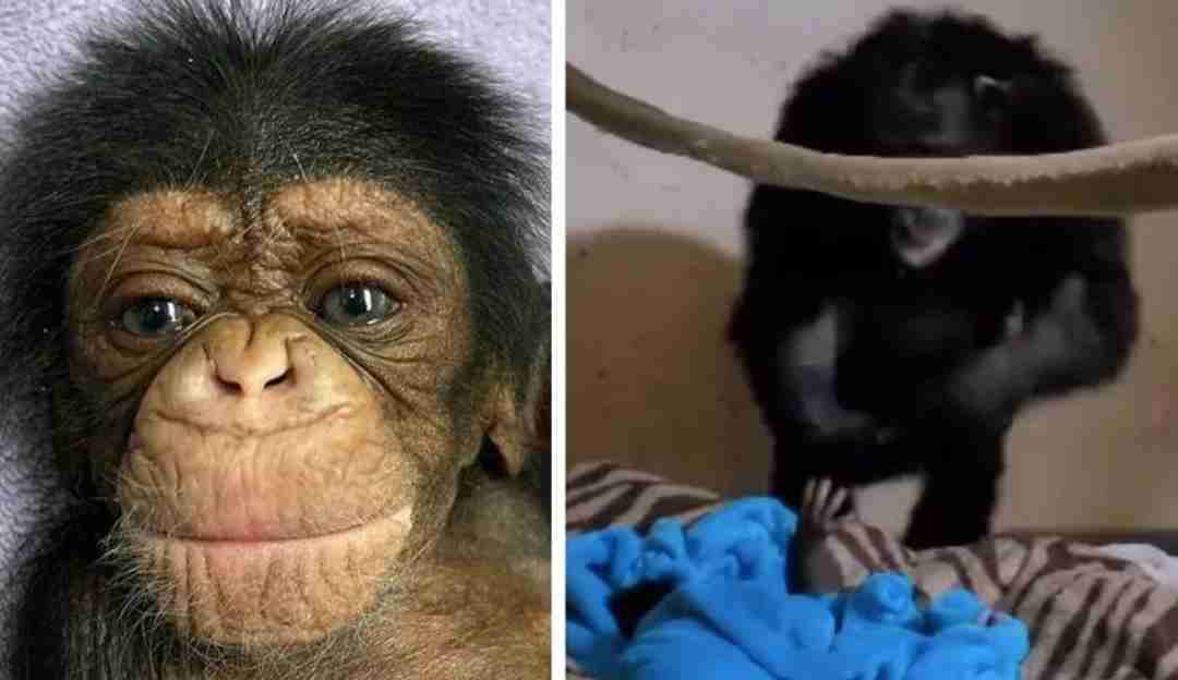Reencontro de filhote de chimpanzé com sua mãe é emocionante