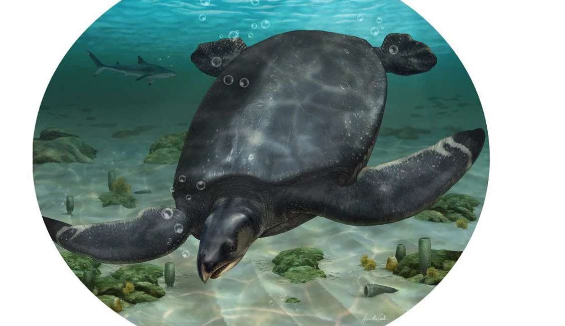 Fósseis de tartaruga equivalente a um rinoceronte são descobertos na Europa Lorena Bueri