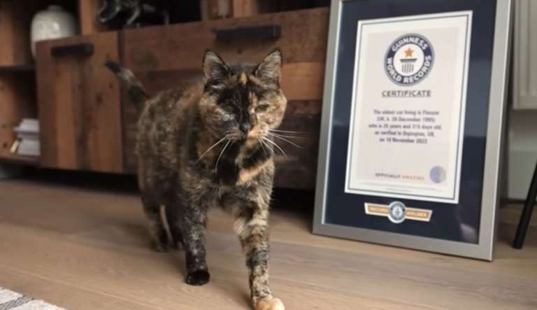 Guinness reconhece gata britânica como a mais velha do mundo