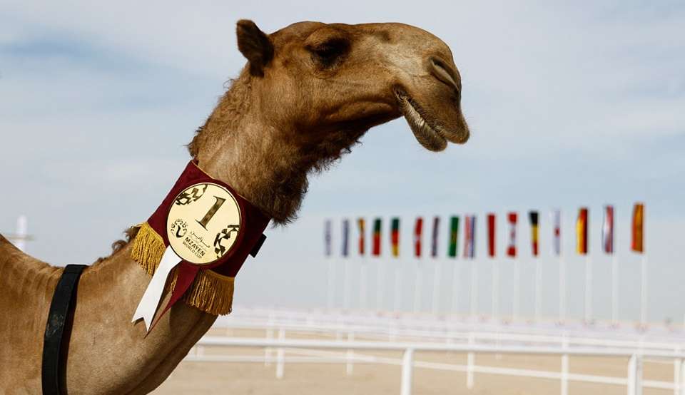 Camela Nazaa'a ganha concurso de mais bonita do mundo