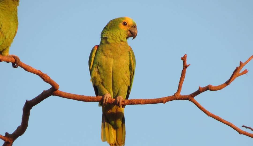 Desmate do Pantanal ameaça grupos do papagaio-verdadeiro Lorena Bueri