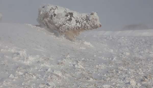 Gado coberto de neve nos Estados Unidos  Lorena Bueri