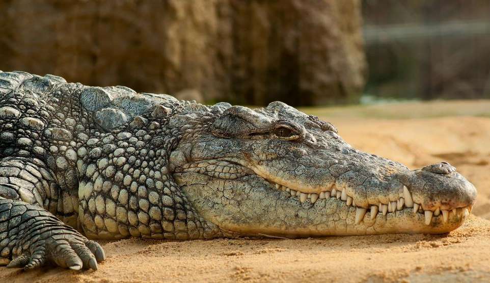Fóssil do maior crocodilo que viveu entre os dinossauros é encontrado em Ribeirão Preto, São Paulo Lorena Bueri