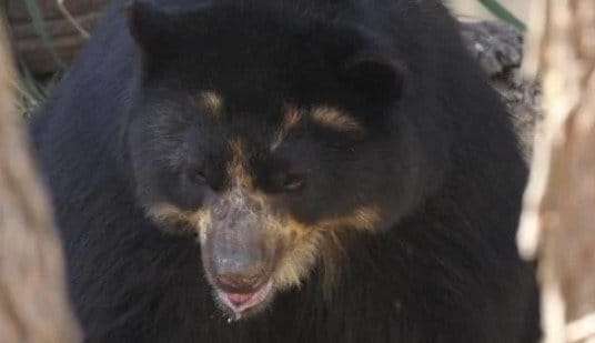 Urso-de-óculos do zoológico de Brasília morre aos 13 anos  Lorena Bueri