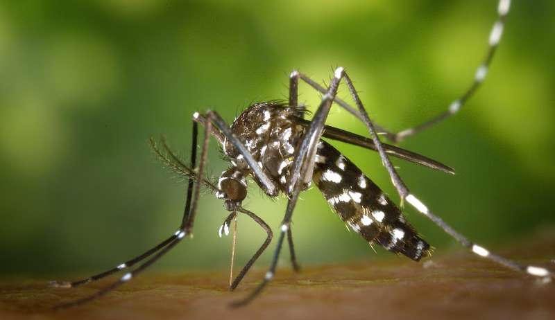Veja dicas de como se proteger e combater o mosquito da Dengue Lorena Bueri