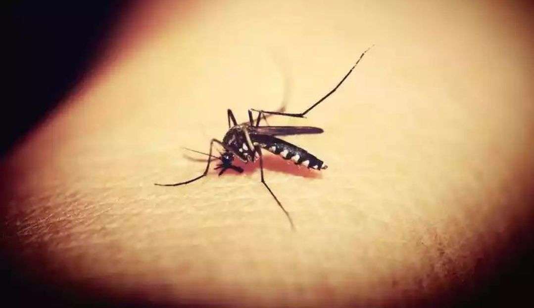 Número de mortes por causa da dengue no país em 2022 é o maior em seis anos
