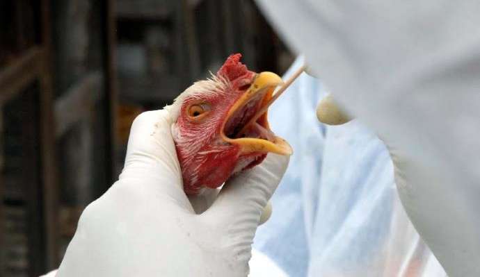 Ministro francês anuncia aumento nos casos de gripe aviária