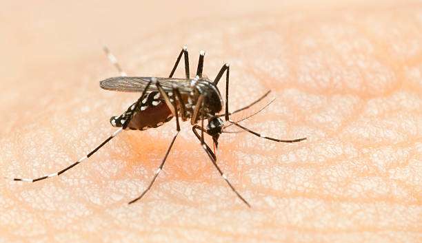 Infectologista alerta sobre o aumento do número de casos de dengue Lorena Bueri